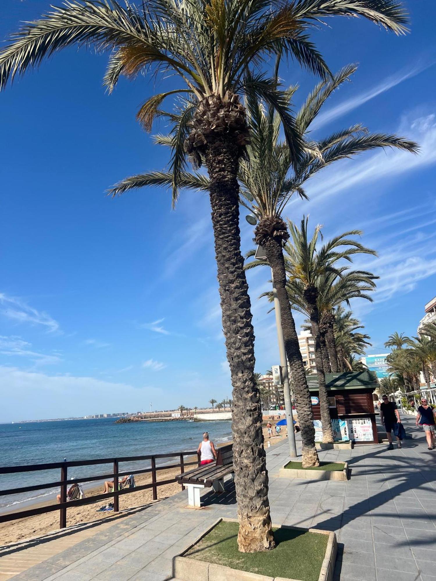 Appartement Torrevieja Alicante Exteriör bild